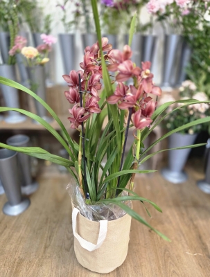 Stunning cymbidium orchid plant in a jute gift bag (approx 70cm tall).