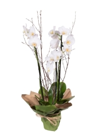Orchid plant with decorative twigs.