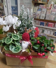 Festive planted arrangement in a jute planter.