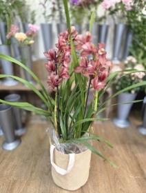 Stunning cymbidium orchid plant in a jute gift bag (approx 70cm tall).